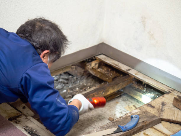Best Black Mold Removal  in Spring Valley, NV