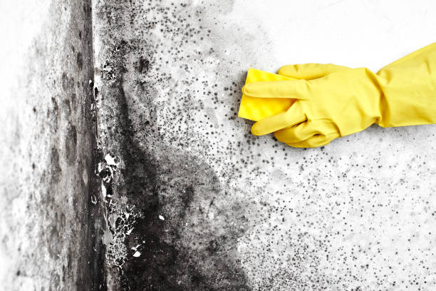 Best Residential Mold Removal  in Spring Valley, NV