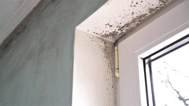 Attic Mold Removal in Spring Valley, NV