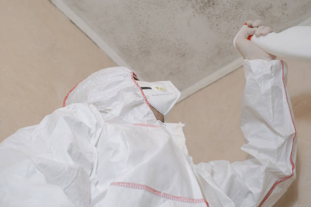 Best Certified Mold Removal  in Spring Valley, NV