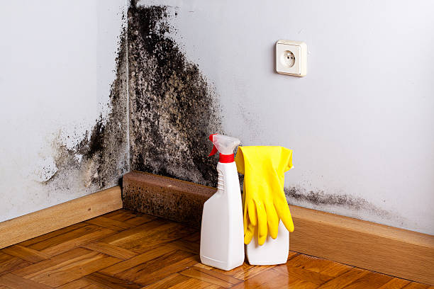 Best Emergency Mold Removal  in Spring Valley, NV