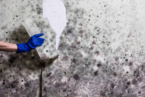 Best Mold Damage Repair  in Spring Valley, NV