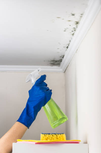 Best Commercial Mold Removal  in Spring Valley, NV