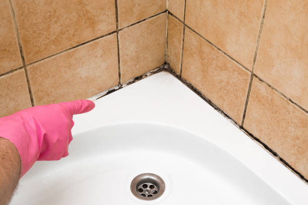 Best Mold Remediation Services  in Spring Valley, NV